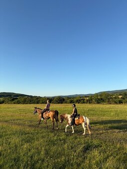 Pony kobylka (žrebná) - 4