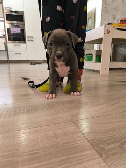 American bully XL - 4