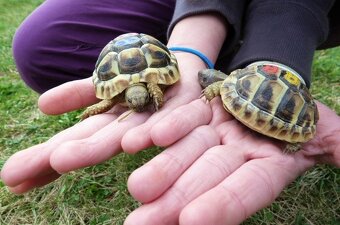 Suchozemská korytnačka - 4