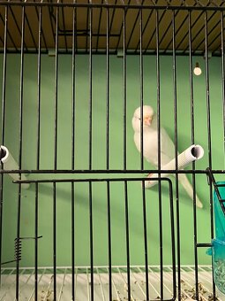 Predám kanáriky - 4