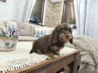 jazvečík trpasličí králičí - 4