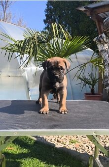Bulmastif/ Bullmastiff s PP - 4