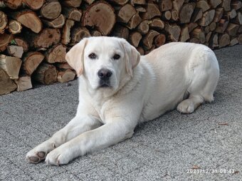 Labradon na krytie - 4