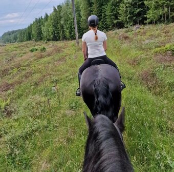 Predám dva frízske kone - 4