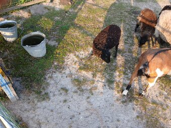 Ouessant / Quessant mini ovecky - 4