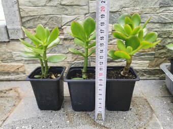 Izbové rastliny - 4