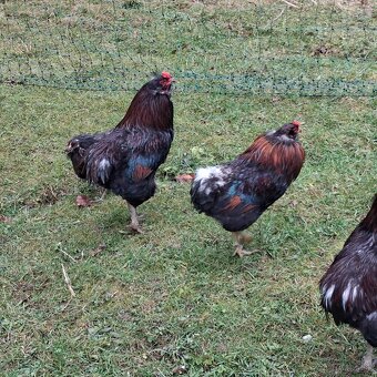 Aracuana - kohút - 4