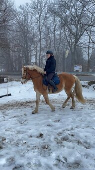 Kobylka hafling 3 roky - 4