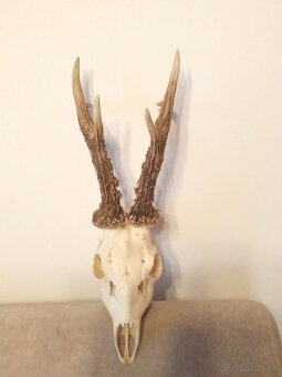 Parohy parožie trofej - 4