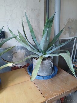 Agáve Americká - 4