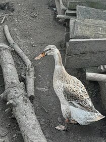 Pyžmova kačka,indicky bezec - 4