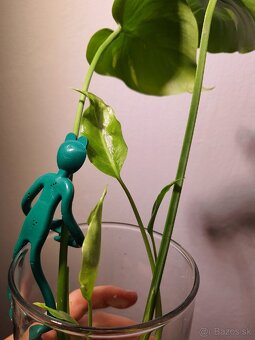 Monstera thai constellation odrezky - 4