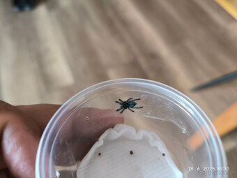 Caribena Versicolor (avicularia, pavúk, tarantula) - 4