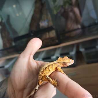 Pagekon riasnatý/Correlophus ciliatus - 4