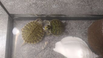 Vodné korytnačky - 4