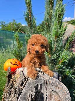 Pudlik, pudel toy-mini -Poodle - 4