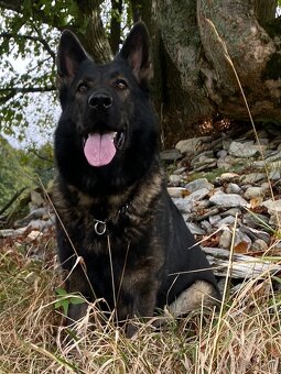 Nemecký ovčiak - šteniatka s PP - 4