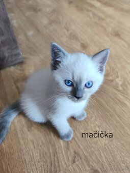 Ragdoll mačiatká na predaj - eladó ragdoll kiscicák - 4