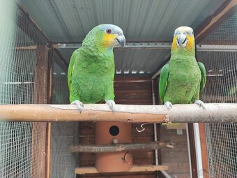 Amazonan Venezuelský - 4