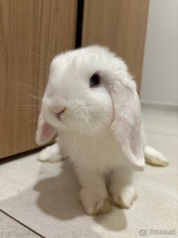 Huňaté Minilop králiky -BIOvýživa, odborný chov, VP - 4