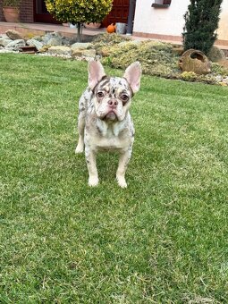 Francuzsky buldoček isabella and tan merle a big rope fenka - 4