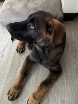 Šteniatko nemecký vlčiak - 4