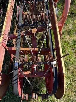 Hrabčka pasová - 4