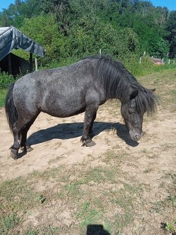 Falabella mini minihorse pony - 4
