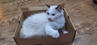 Ragdoll kocúrik - 4