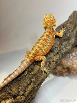 Agama bradatá - samce aj samice - 4