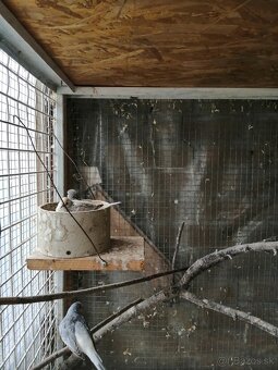 Holúbok diamantový - 4