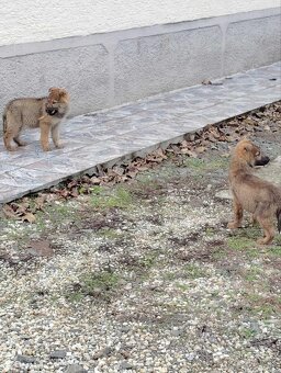 Československý vlčiak - 4