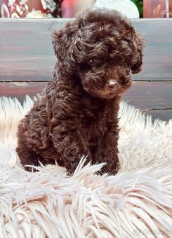Pudel chocolate - 4