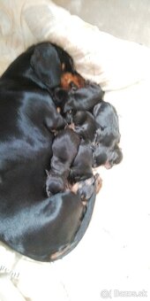 Krásne čistokrvné jazvečíky na rezerváciu - 4