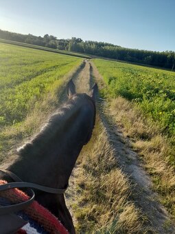 Na predaj valach 10r - 4