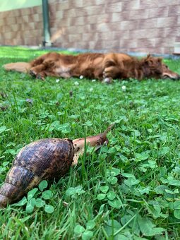 Slimák africký - 4