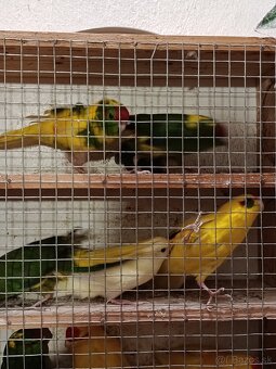 Liliputky, korely - 4