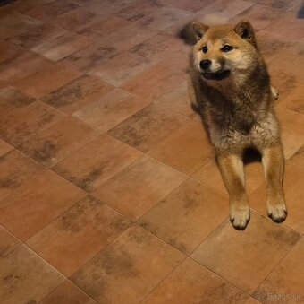 Shiba Inu sučka na predaj - 4
