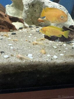 Predám Ancistrus Gold - Vlastný chov - 4