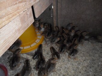 Kuriatka- Vlaška jarabičia - 4