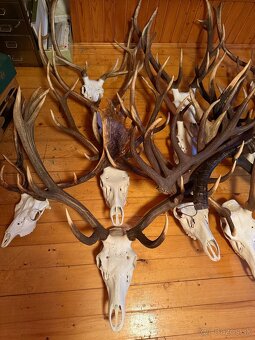 Poľovnícke trofeje - 4