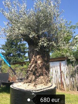 Olivovník bonsai - 4