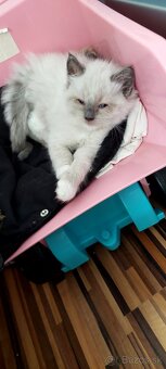 Ragdoll - 4