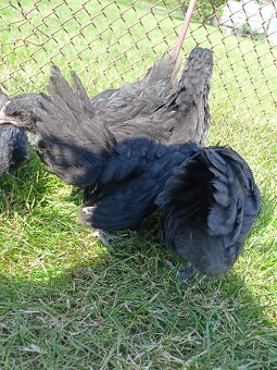Australorp sliepky na predaj - 4