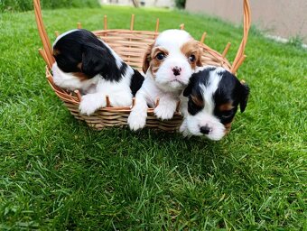 Cavalier king Charles - 4