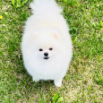 Pomeranian - 4