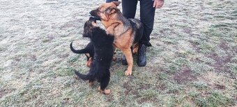 Nemecký ovčiak - 4