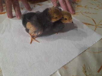 Predám kuriatka plemeno Vorwerk - 4