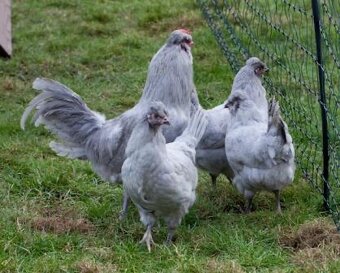 Predám kohútov 2025 araucana lavender - 4