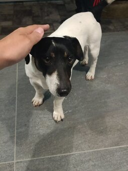Jack Russell teriér - krytie - 4